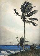 Winslow Homer Palm Tree,Nassau (mk44) painting